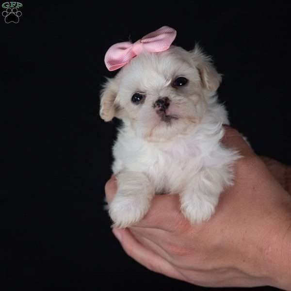 Precious (Tiny), Teddy Bear Puppy